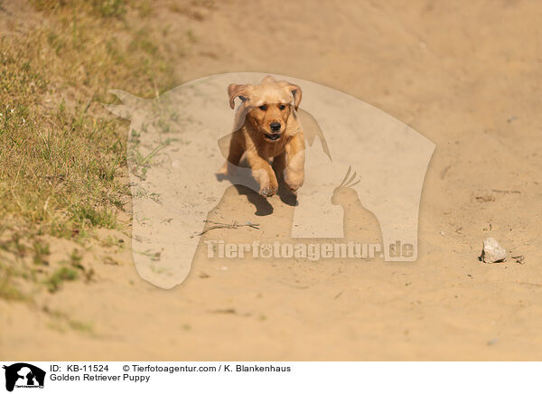 Golden Retriever Puppy / KB-11524