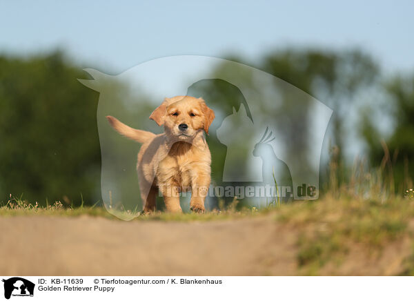 Golden Retriever Puppy / KB-11639