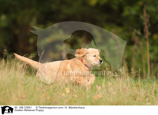 Golden Retriever Puppy / KB-12851