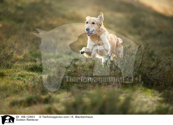 Golden Retriever / Golden Retriever / KB-12863