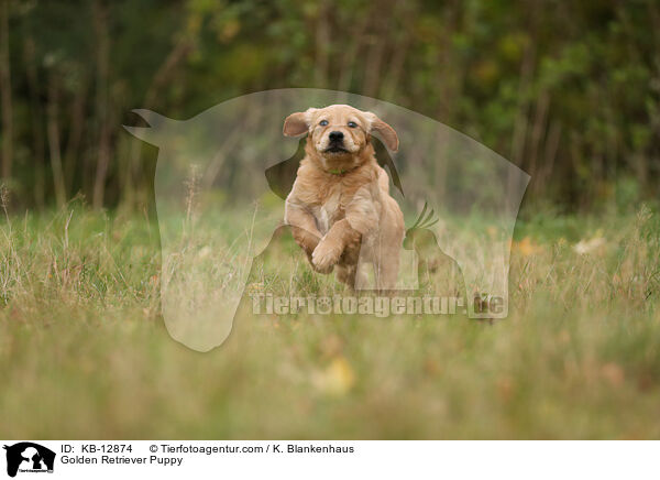 Golden Retriever Puppy / KB-12874