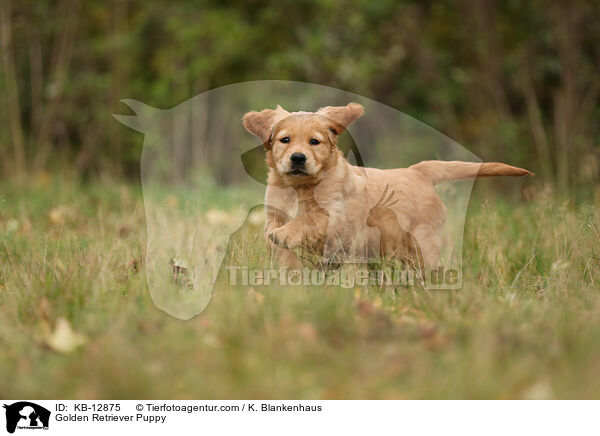 Golden Retriever Puppy / KB-12875