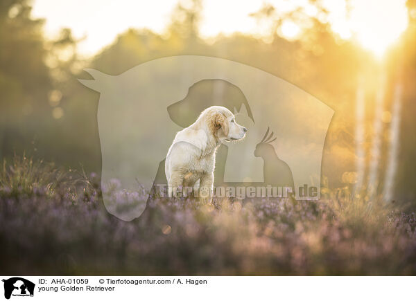 junger Golden Retriever / young Golden Retriever / AHA-01059