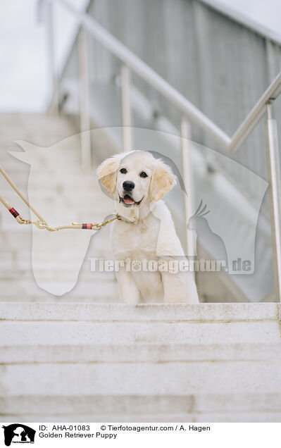 Golden Retriever Welpe / Golden Retriever Puppy / AHA-01083