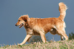 running Golden Retriever