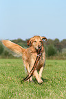 playing Golden Retriever