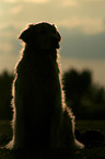 Golden Retriever in sunset light