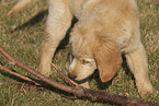 Golden Retriever puppy