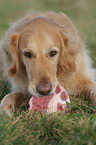 Golden Retriever eats meat