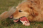 Golden Retriever eats meat