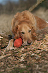 lying Golden Retriever