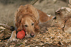 lying Golden Retriever