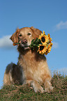 lying Golden Retriever