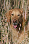 Golden Retriever Portrait