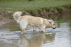 male Golden Retriever