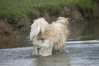 male Golden Retriever