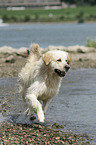 running Golden Retriever