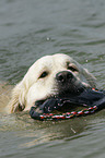 bathing Golden Retriever