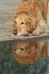 lying male Golden Retriever