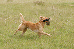 hunting with Golden Retriever