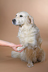 Golden Retriever gives paw