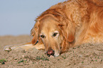 lying Golden Retriever