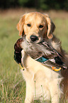 retrieving Golden Retriever