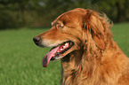 blind Golden Retriever