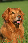 Golden Retriever Portrait