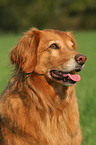 Golden Retriever Portrait