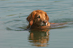 swimming monocular Golden Retriever