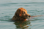 swimming Golden Retriever