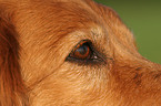 Golden Retriever eye