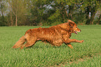 running Golden Retriever