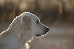 Golden Retriever Portrait