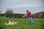 rolling Golden Retriever