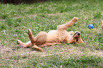 Golden Retriever Puppy