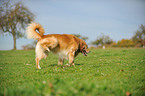 urinating Golden Retriever