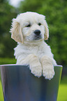 Golden Retriever Puppy