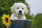 Golden Retriever Puppy