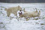 playing Golden Retriever