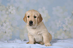 Golden Retriever puppy