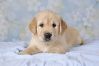 Golden Retriever puppy