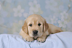 Golden Retriever puppy