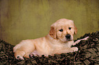 Golden Retriever Puppy