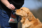 Golden Retriever Portrait