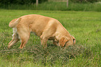 young Golden Retriever