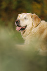 blind Golden Retriever