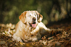 blind Golden Retriever