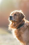 Golden Retriever Portrait